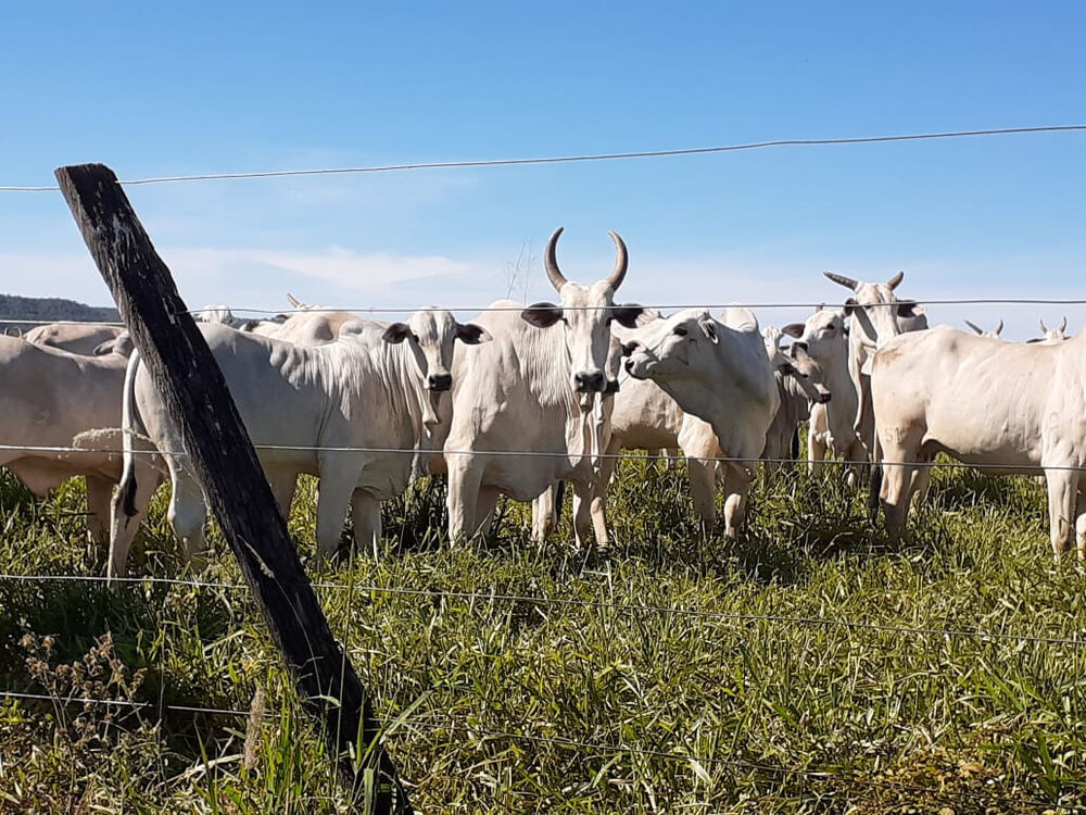 Fazenda à venda com 4 quartos, 21900000m² - Foto 6