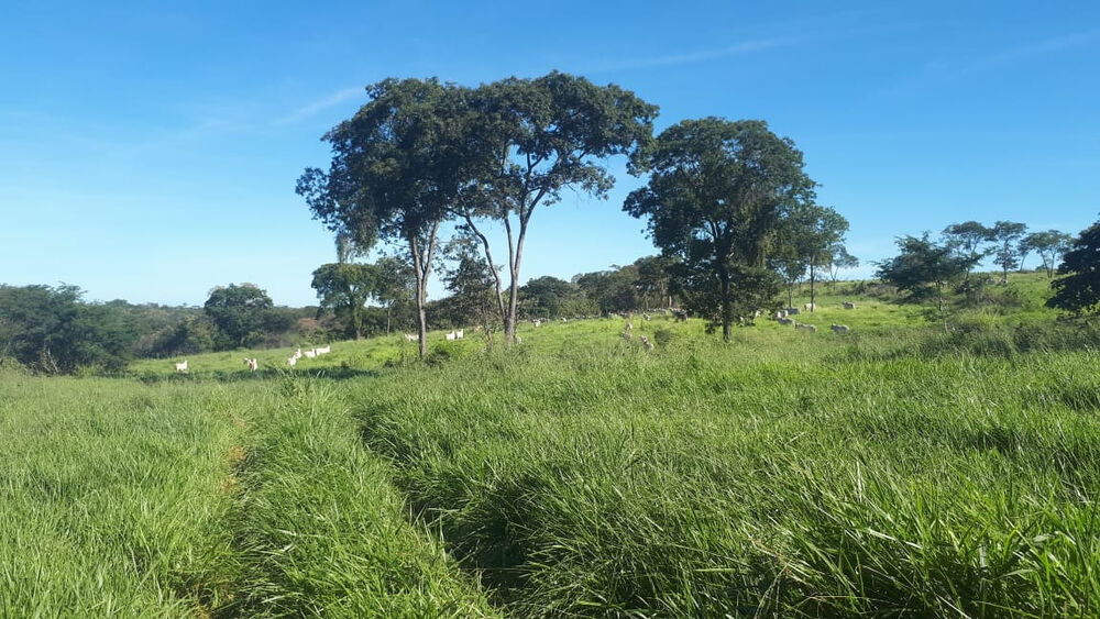 Fazenda à venda com 4 quartos, 21900000m² - Foto 3