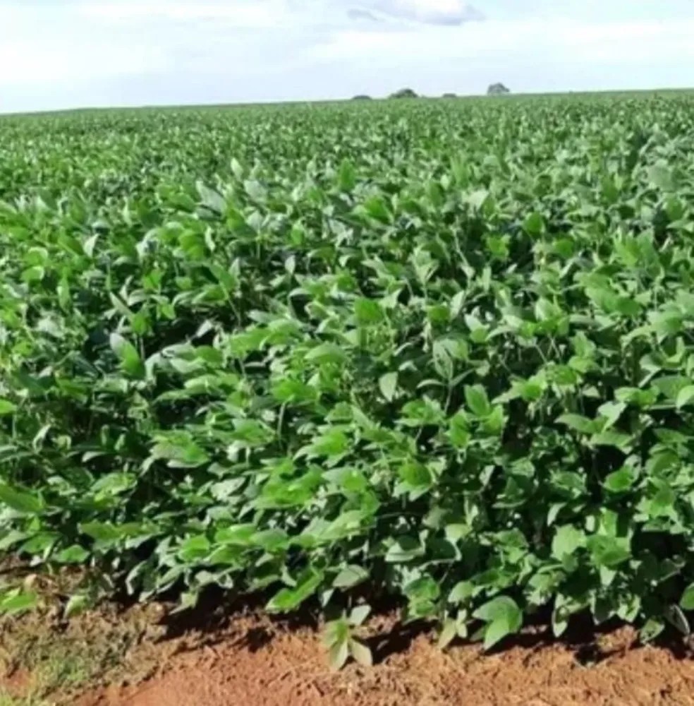 Fazenda, 1108 hectares - Foto 3