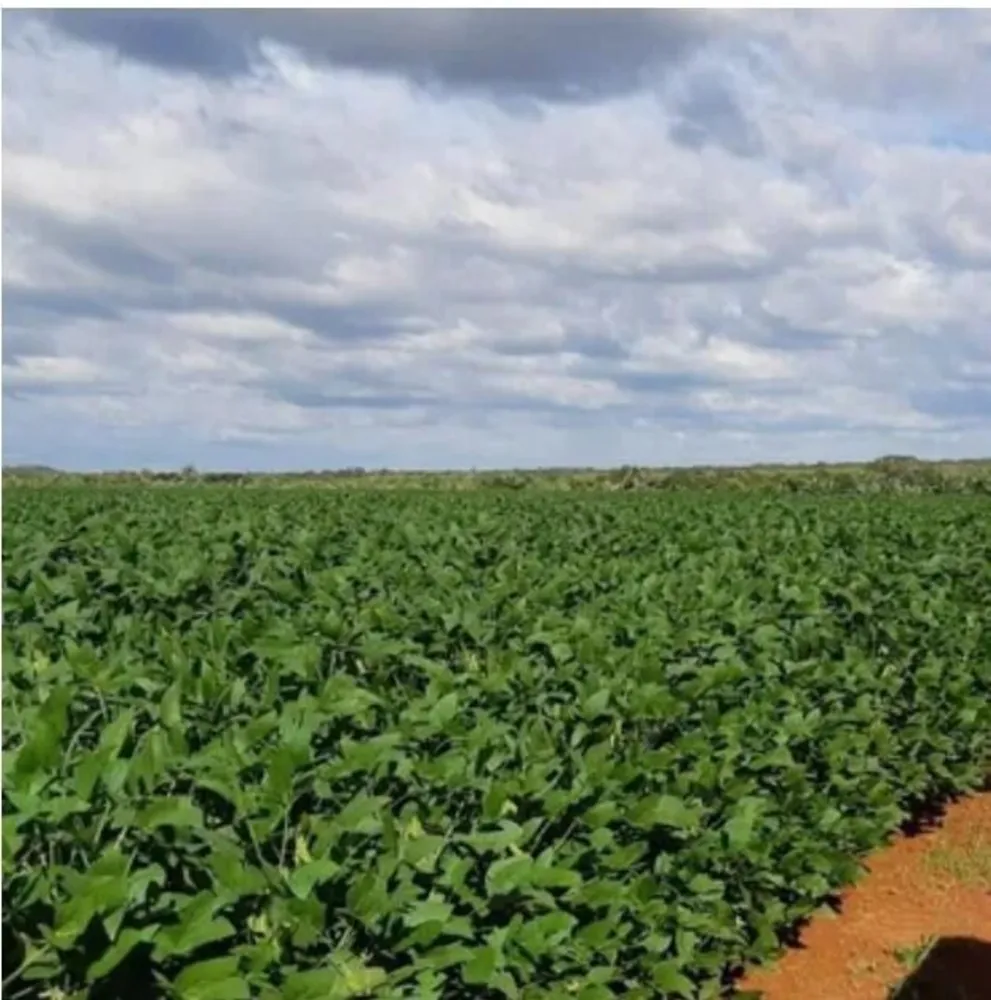 Fazenda, 1108 hectares - Foto 4