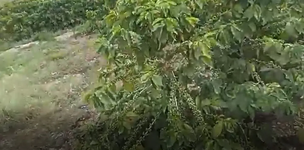 Fazenda, 104 hectares - Foto 3