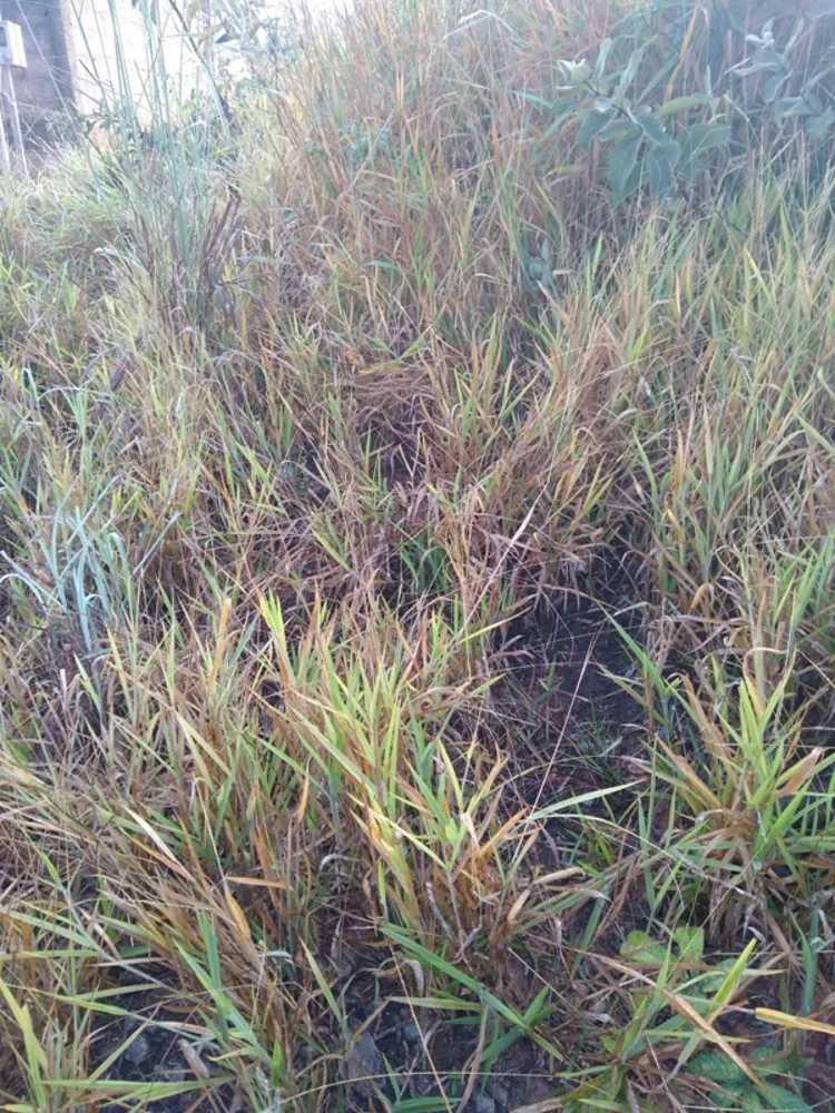 Terreno, 360 m² - Foto 8