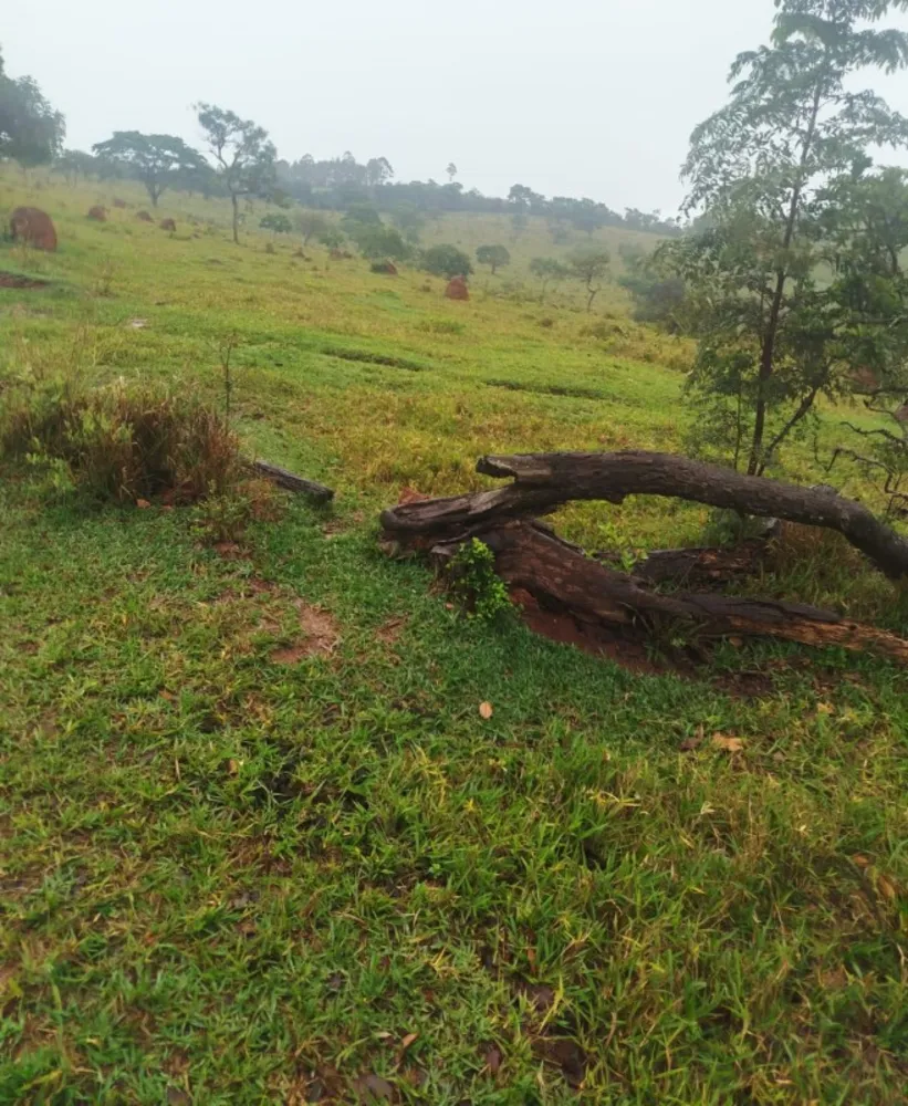 Fazenda, 202 hectares - Foto 6