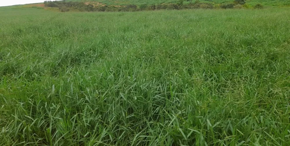 Fazenda, 1 quarto - Foto 1