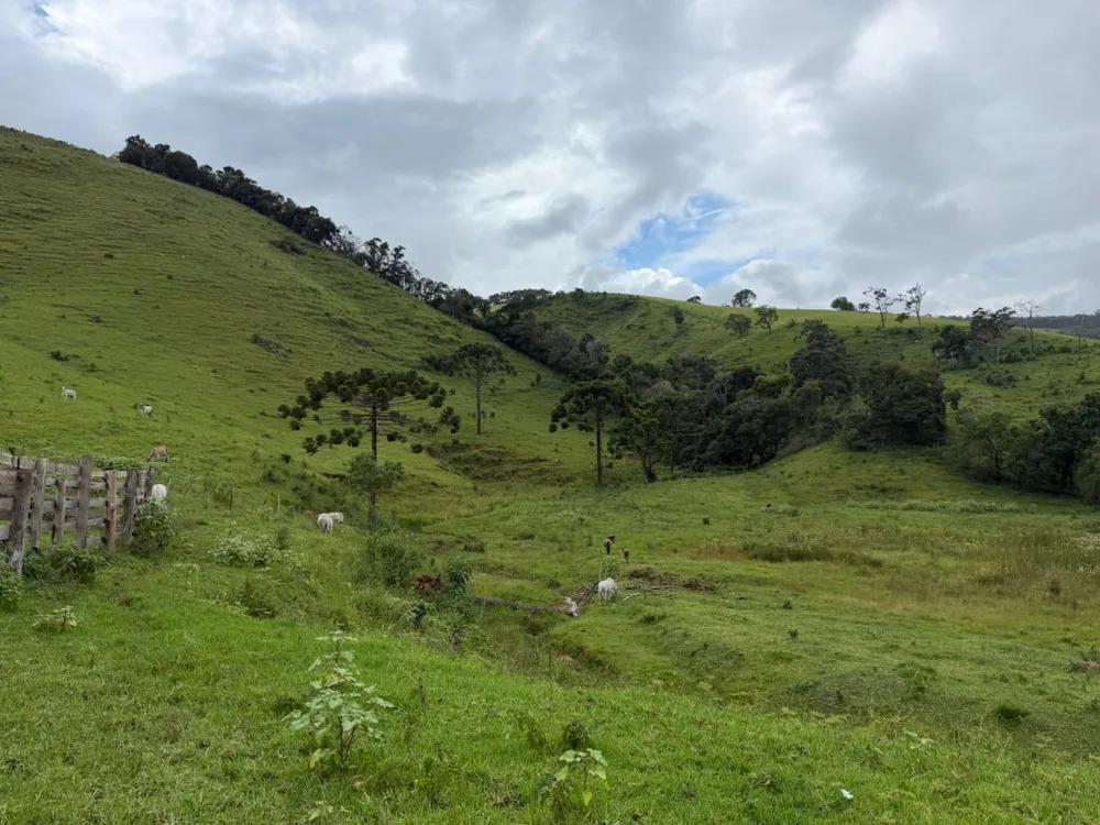 Fazenda, 73 hectares - Foto 4