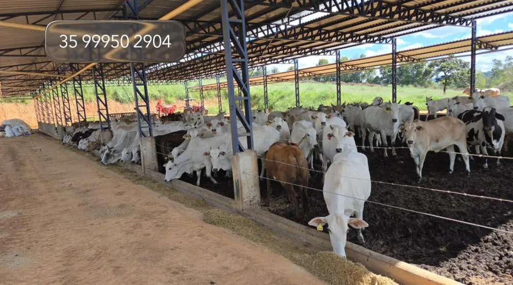 Fazenda, 92 hectares - Foto 1