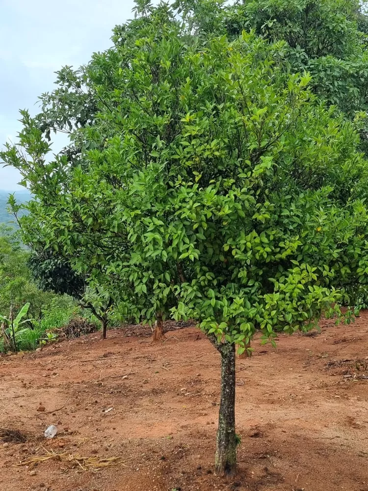 Chácara à venda com 2 quartos, 130m² - Foto 13