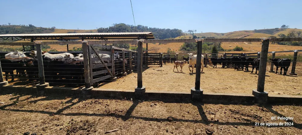 Fazenda, 400 hectares - Foto 4
