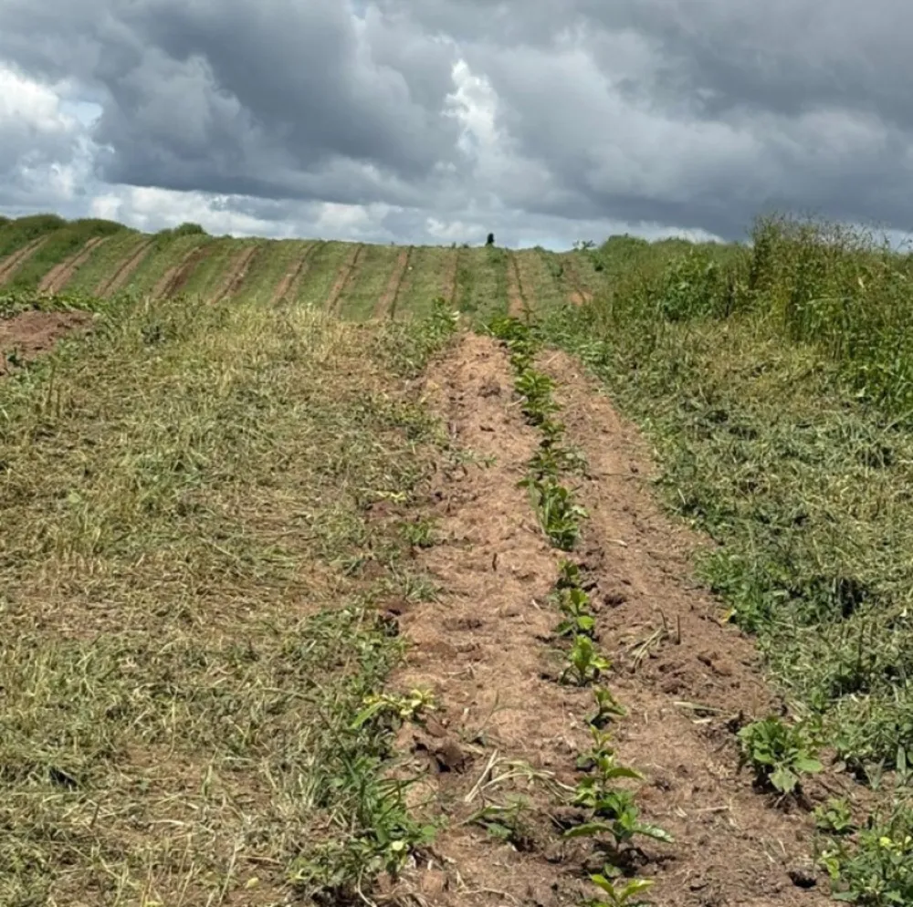 Fazenda, 54 hectares - Foto 2