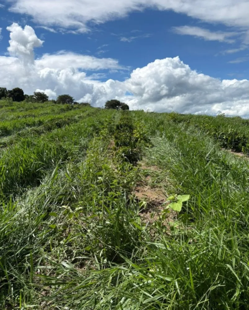 Fazenda, 54 hectares - Foto 1