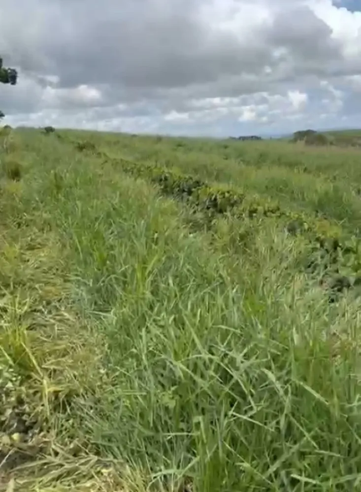 Fazenda, 54 hectares - Foto 7