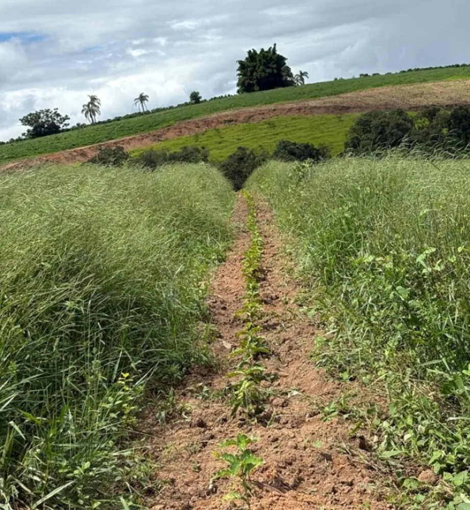 Fazenda, 54 hectares - Foto 3
