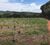 Fazenda, 53 hectares - Foto 6