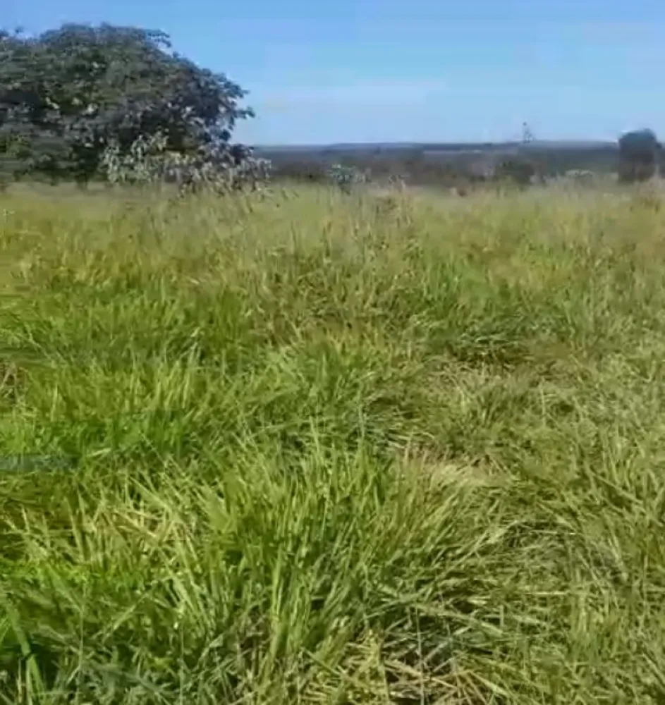 Fazenda, 218 hectares - Foto 3