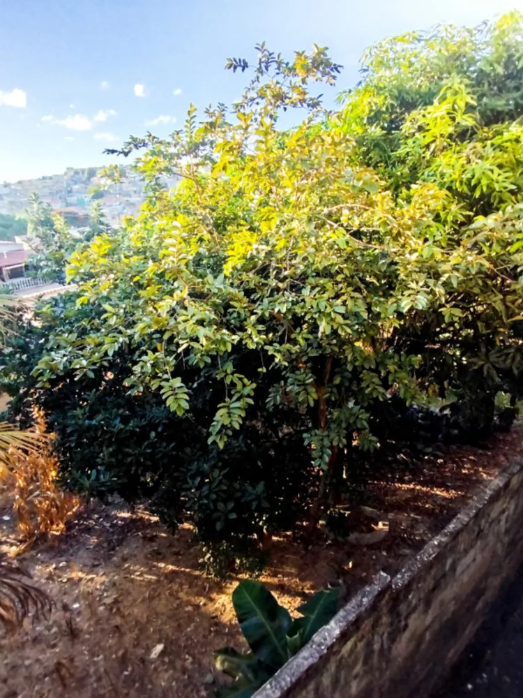 Terreno, 436 m² - Foto 5
