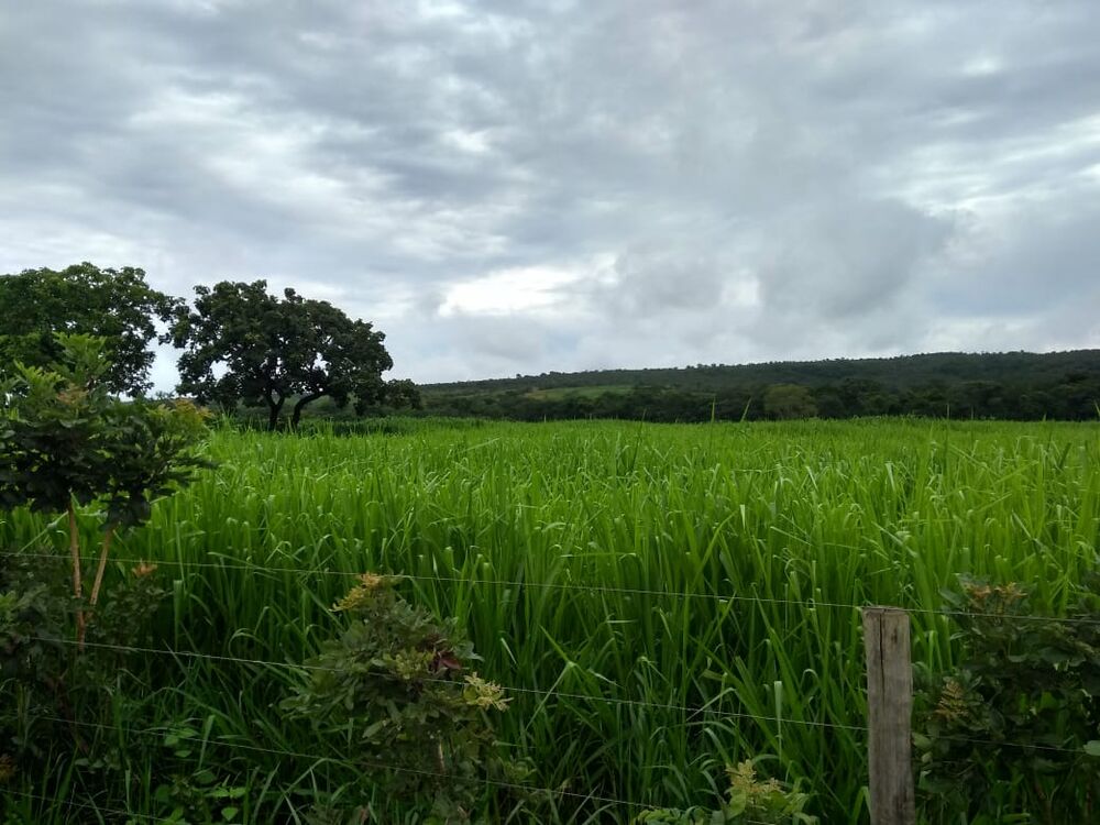 Fazenda à venda com 5 quartos, 6200000m² - Foto 1