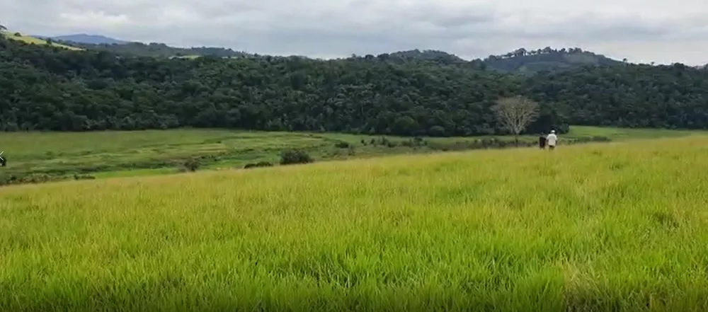 Fazenda, 209 hectares - Foto 15