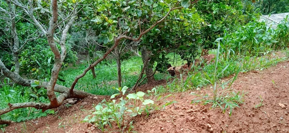 Sítio à venda com 1 quarto, 150000m² - Foto 8