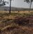 Fazenda, 200 hectares - Foto 3
