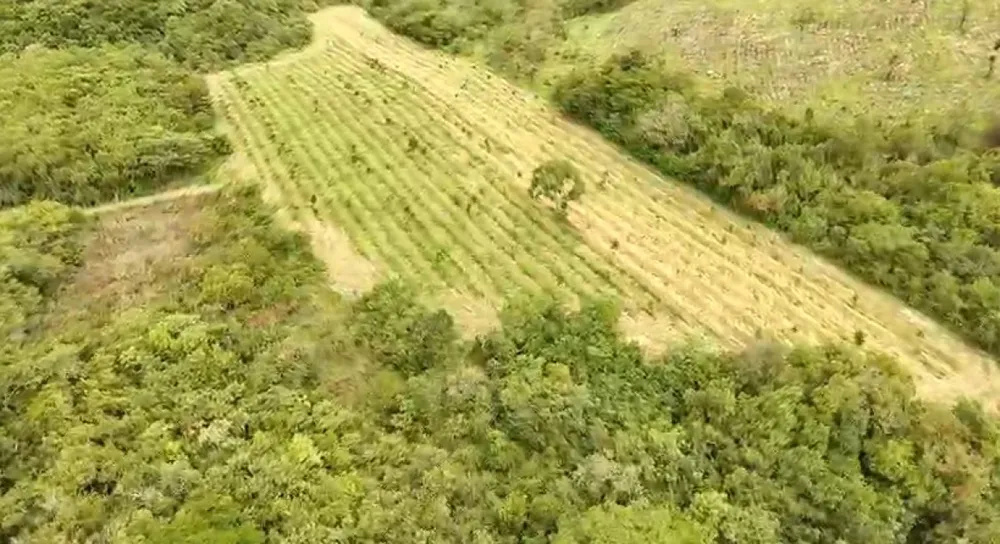 Fazenda, 60 hectares - Foto 2