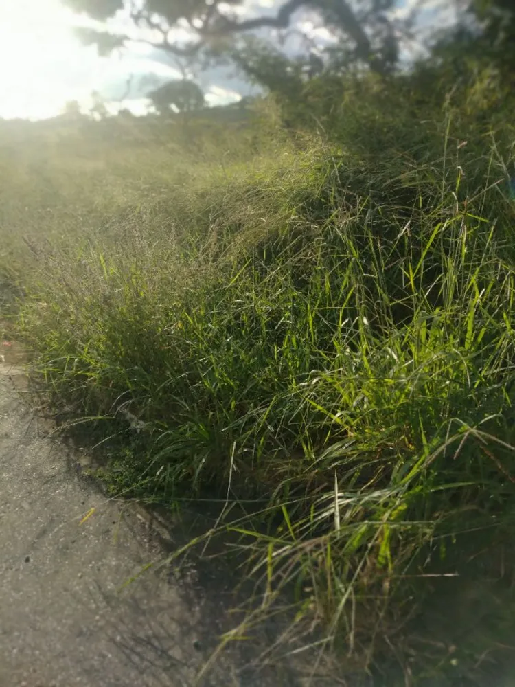 Terreno, 2000 m² - Foto 2