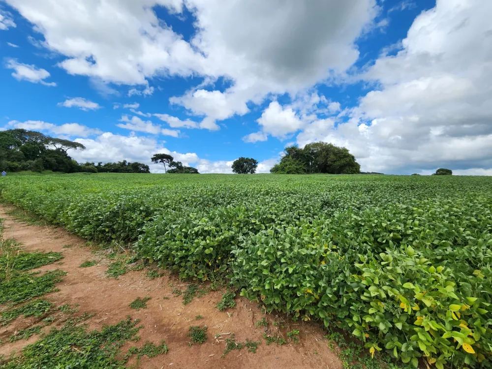 Fazenda, 77 hectares - Foto 4