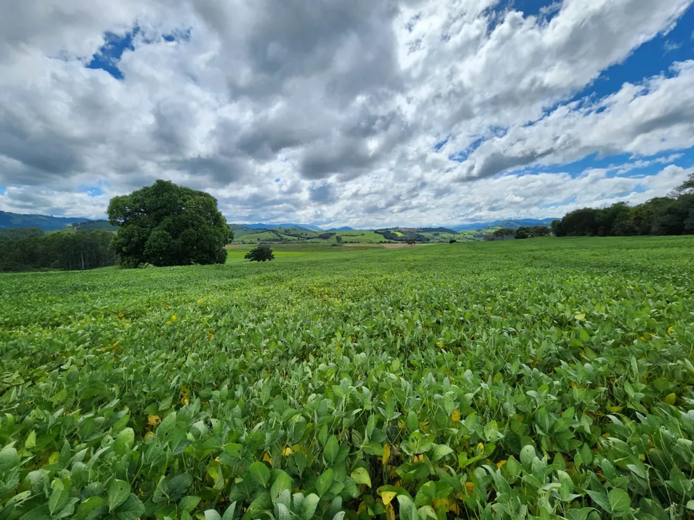 Fazenda, 77 hectares - Foto 1