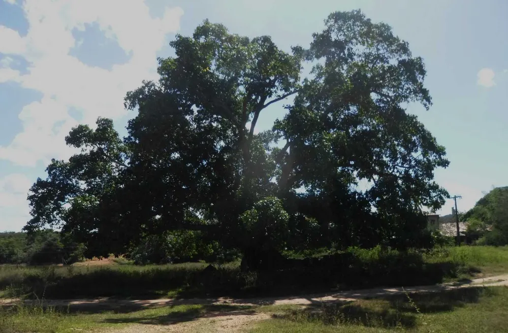 Fazenda, 813 hectares - Foto 7