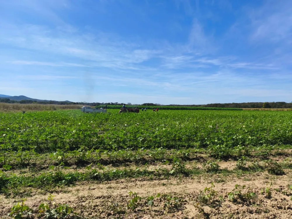 Fazenda, 24 hectares - Foto 7