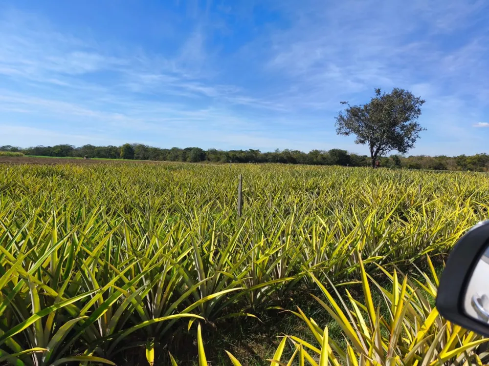 Fazenda, 24 hectares - Foto 8