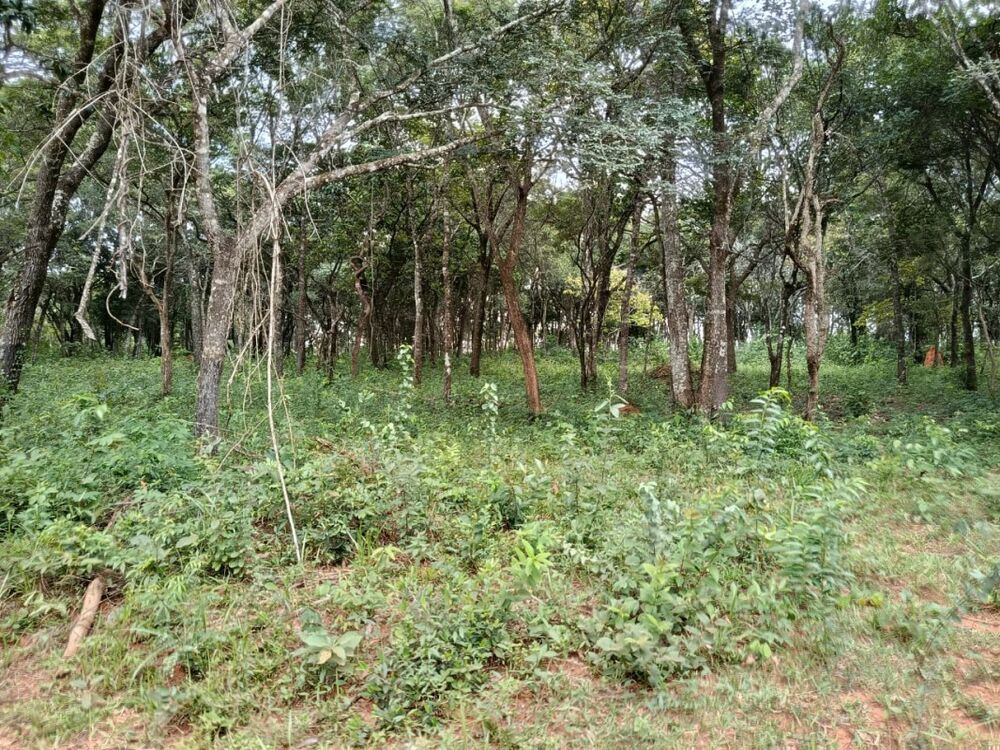 Chácara à venda com 1 quarto, 2000m² - Foto 12