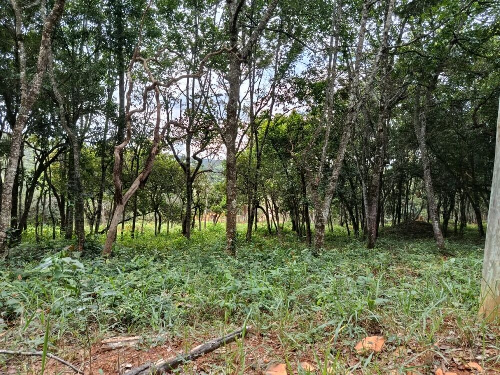 Chácara à venda com 1 quarto, 2000m² - Foto 10