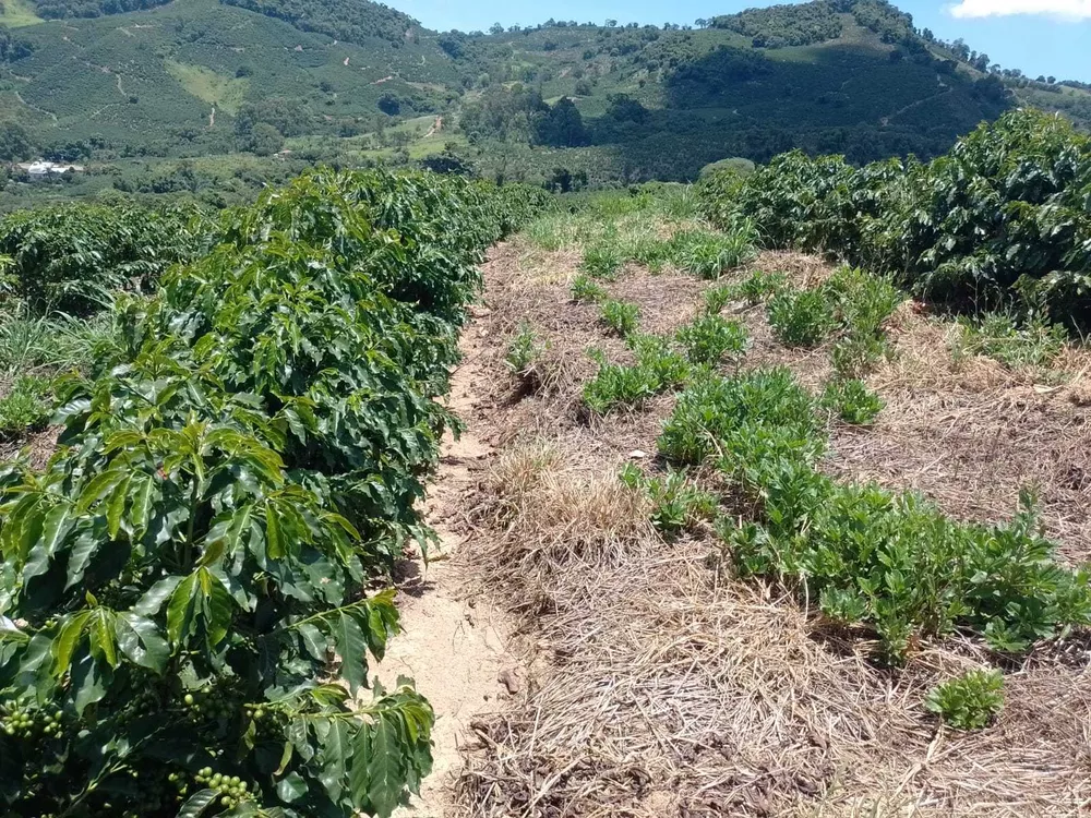 Chácara à venda com 1 quarto, 1600000m² - Foto 6