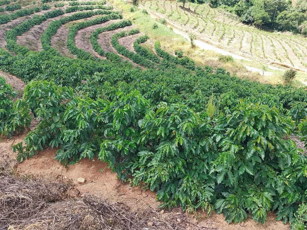 Chácara à venda com 1 quarto, 1600000m² - Foto 5