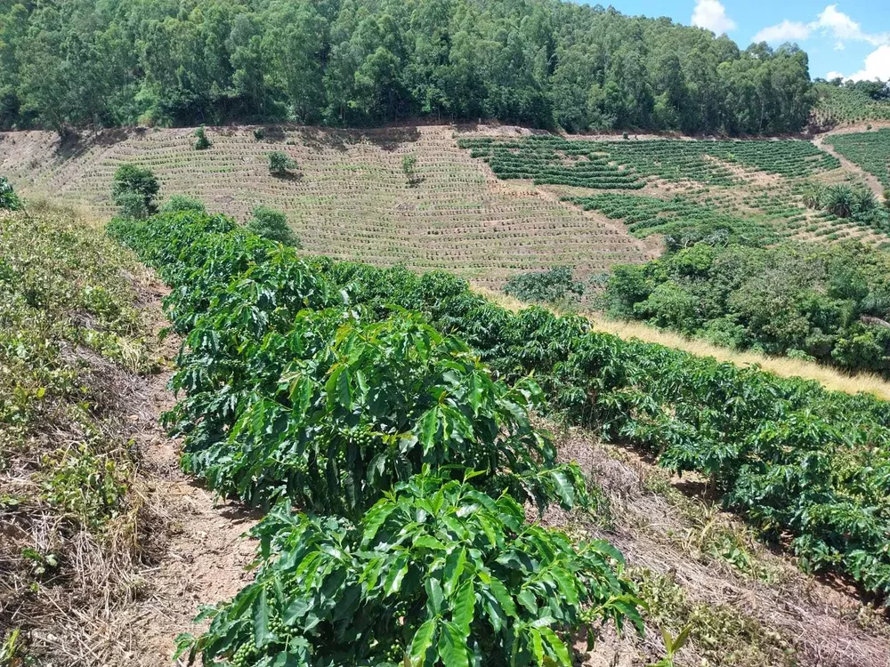 Chácara à venda com 1 quarto, 1600000m² - Foto 4