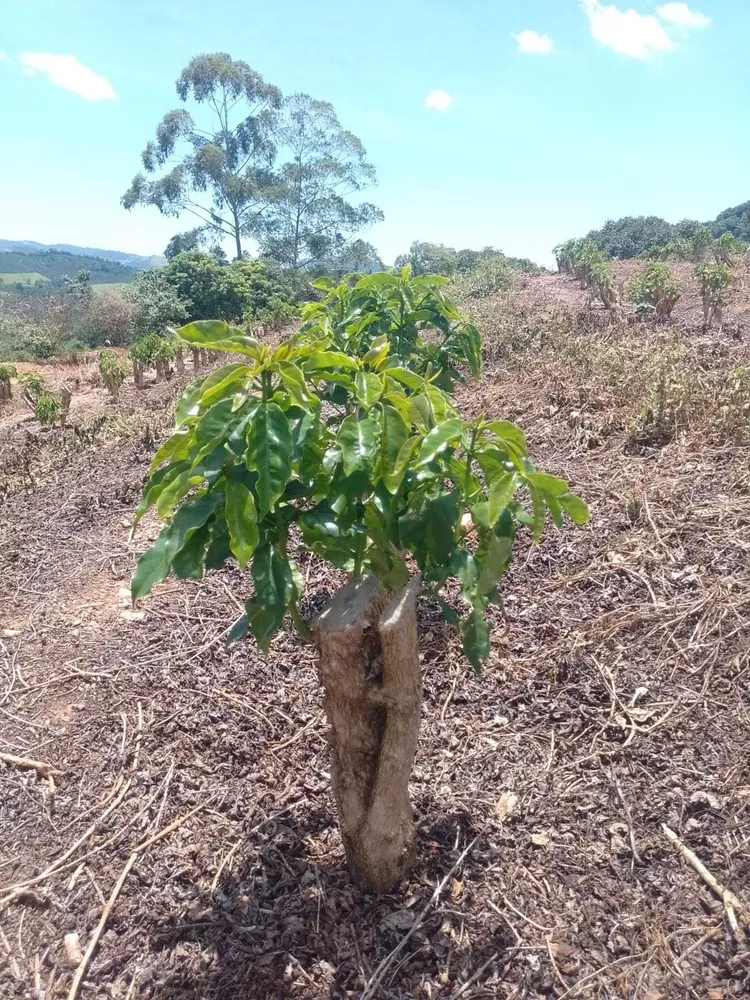 Chácara à venda com 1 quarto, 1600000m² - Foto 10