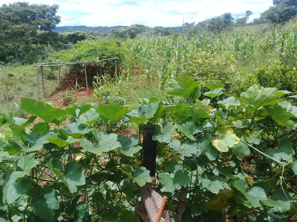 Fazenda, 3 quartos - Foto 5