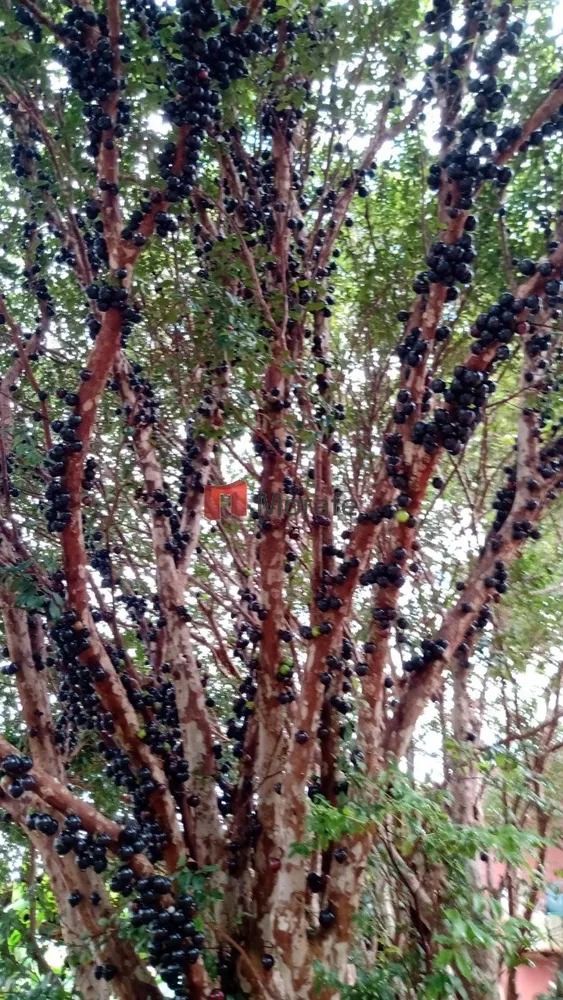 Chácara, 2 quartos - Foto 12