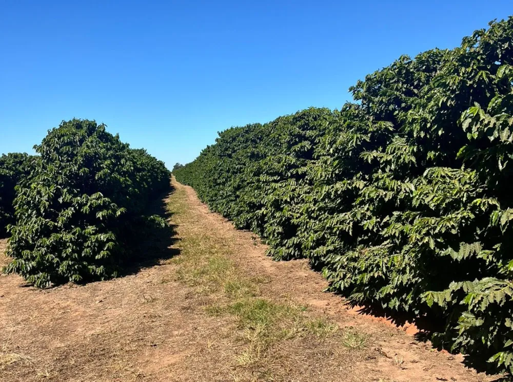 Fazenda, 140 hectares - Foto 1