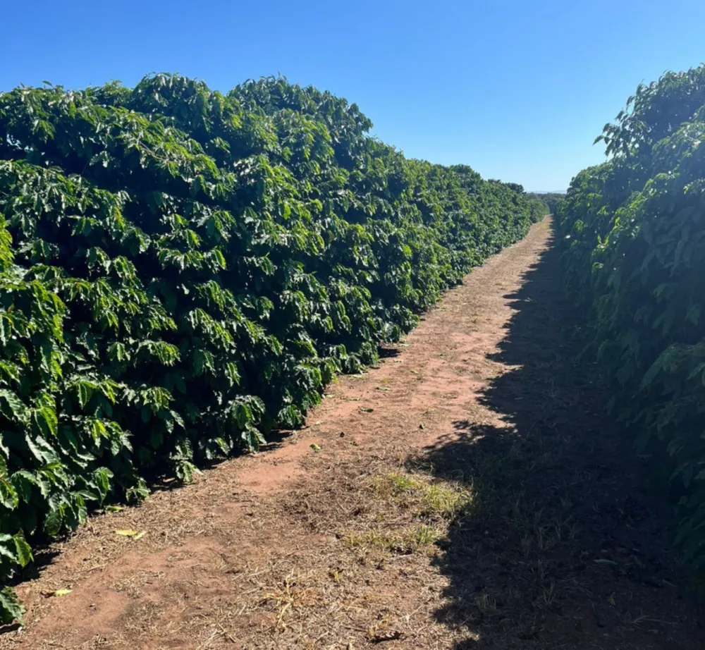 Fazenda, 140 hectares - Foto 2