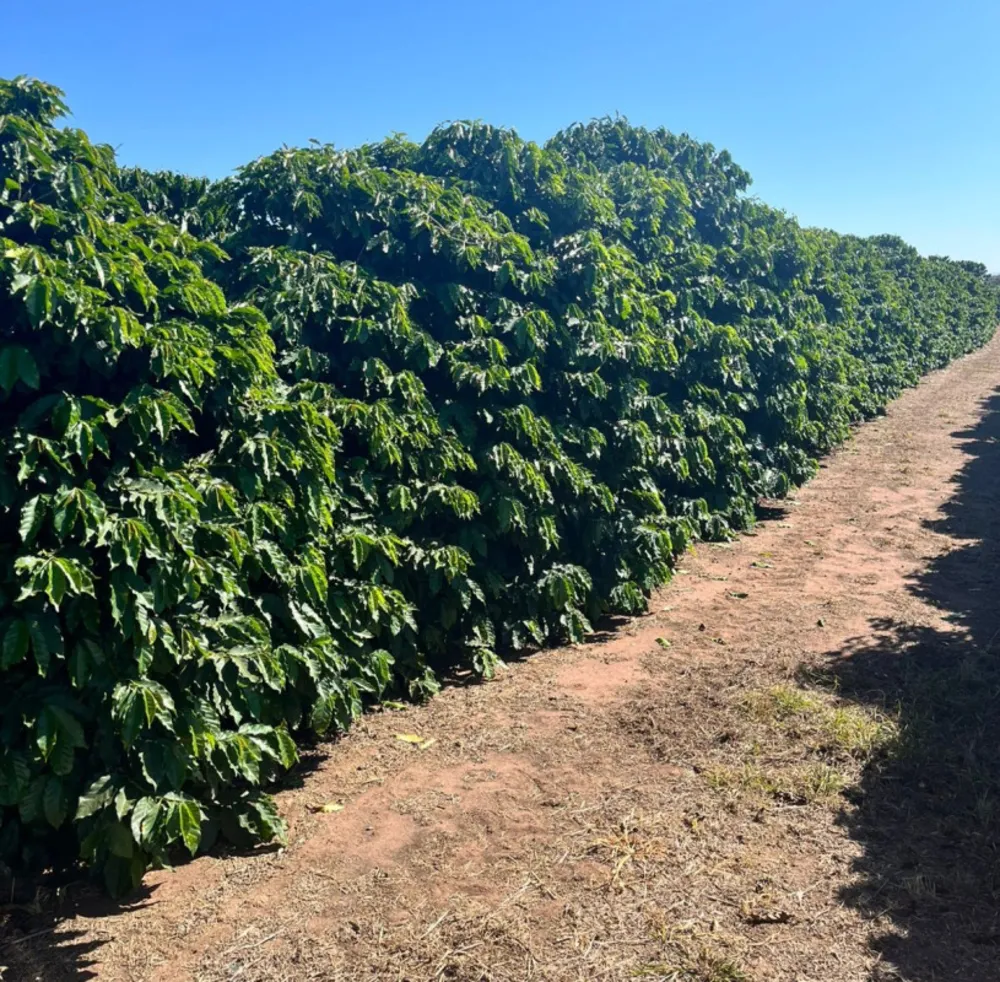 Fazenda, 140 hectares - Foto 10