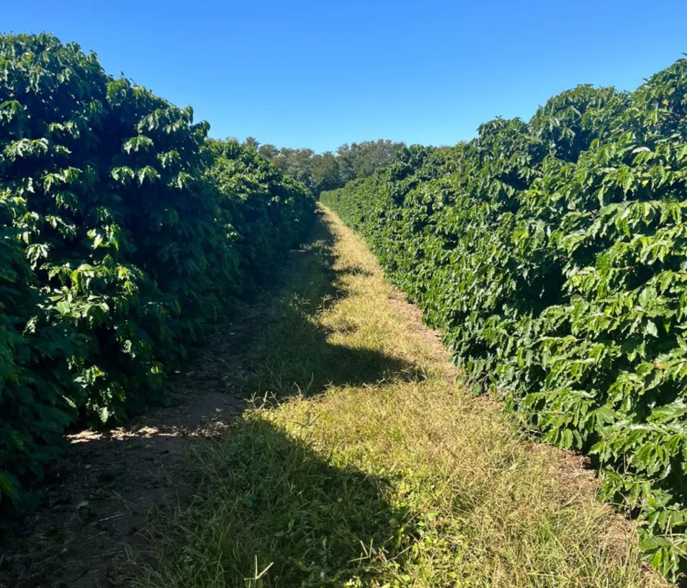 Fazenda, 140 hectares - Foto 7
