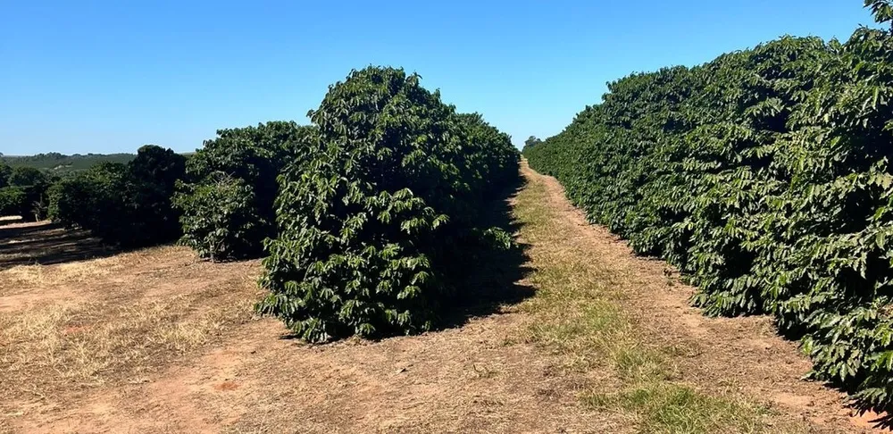 Fazenda, 140 hectares - Foto 6