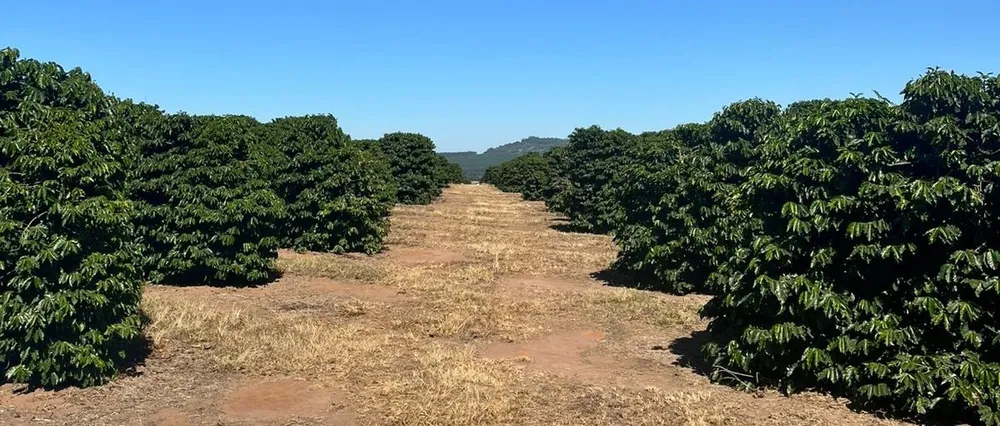 Fazenda, 140 hectares - Foto 3