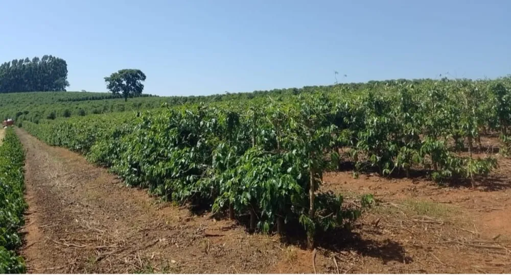 Fazenda, 97 hectares - Foto 3