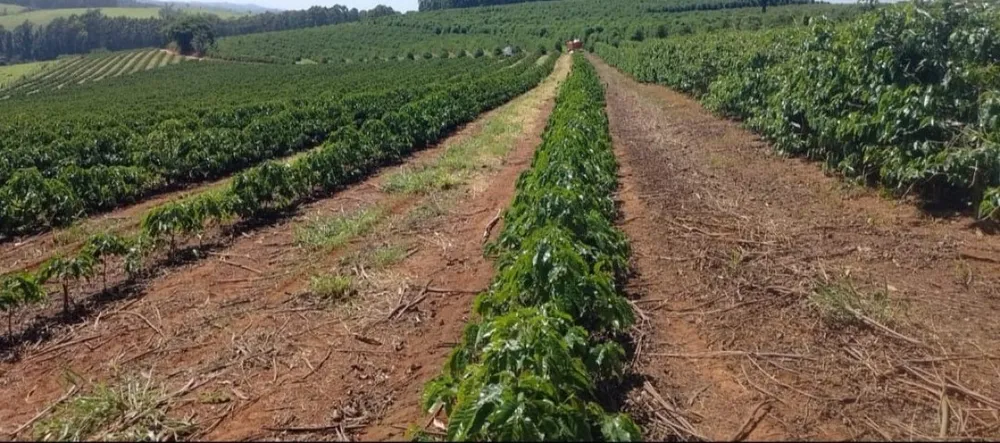 Fazenda, 97 hectares - Foto 21