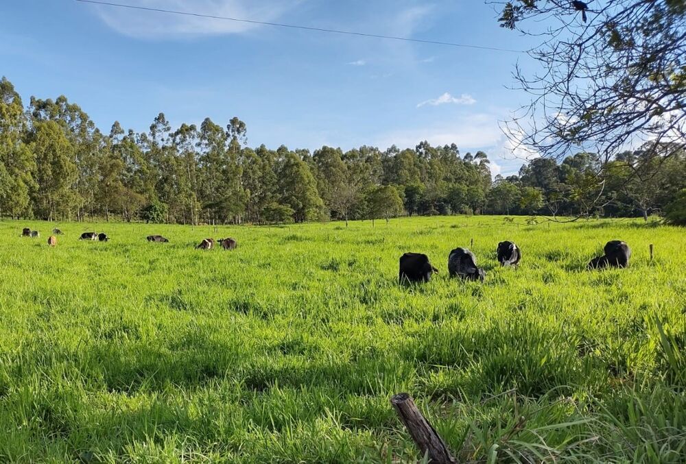 Fazenda à venda com 4 quartos, 1500000m² - Foto 2