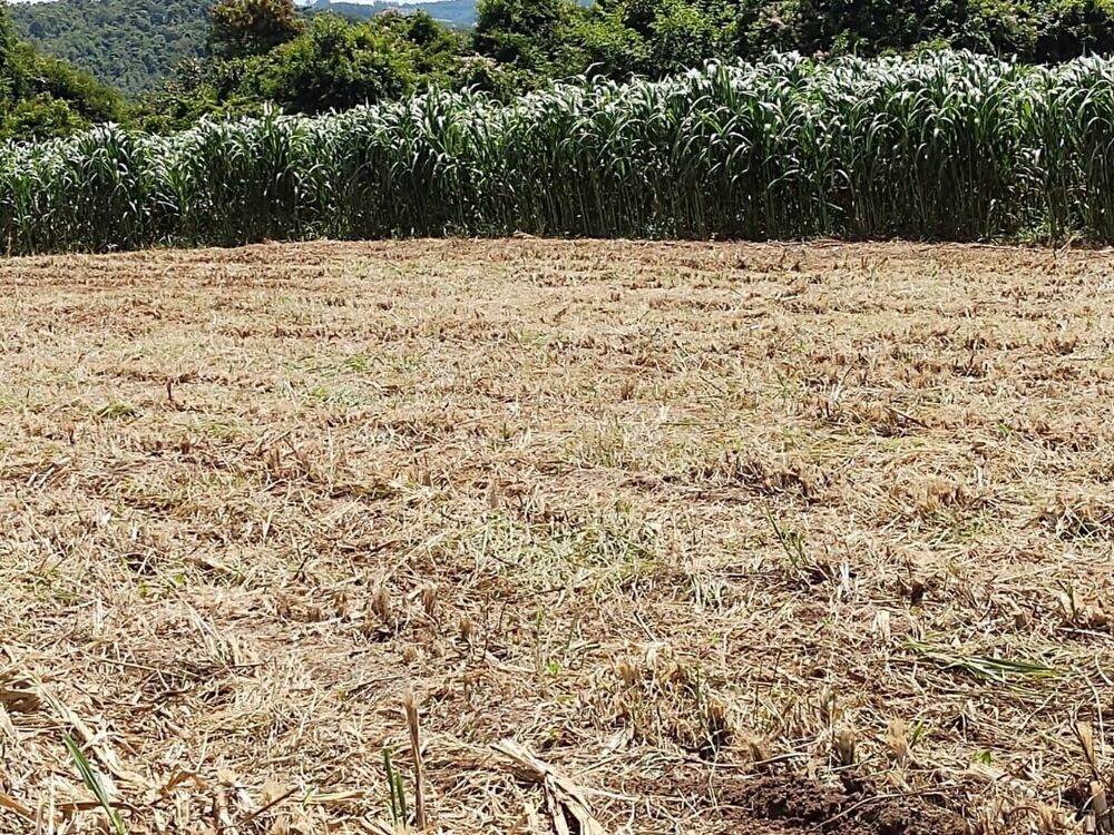 Fazenda à venda com 4 quartos, 1500000m² - Foto 5