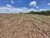 Fazenda, 150 hectares - Foto 6