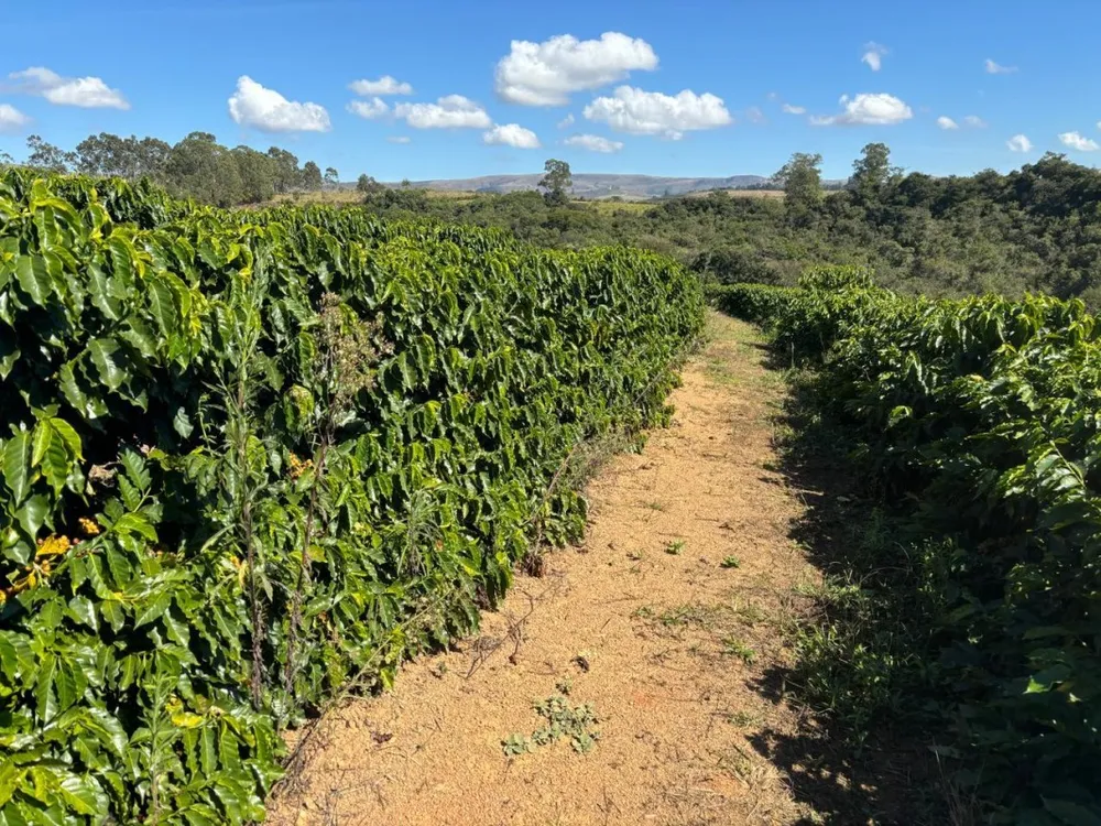 Fazenda, 196 hectares - Foto 1